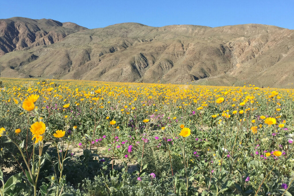 Overland Van Travel Super Bloom